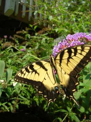 Butterflybuddleia
