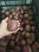 Potatoes__red