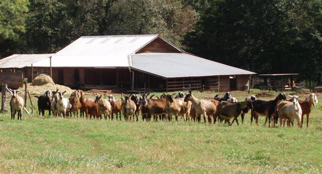 Herd_with_close_barn__small_