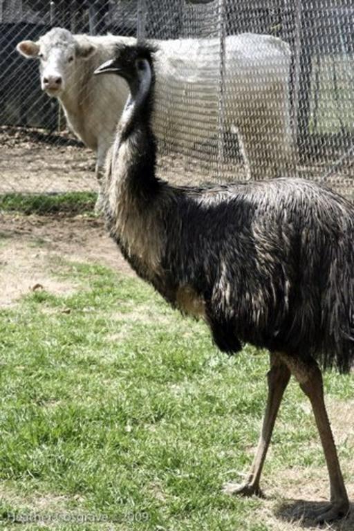 Emu-sno