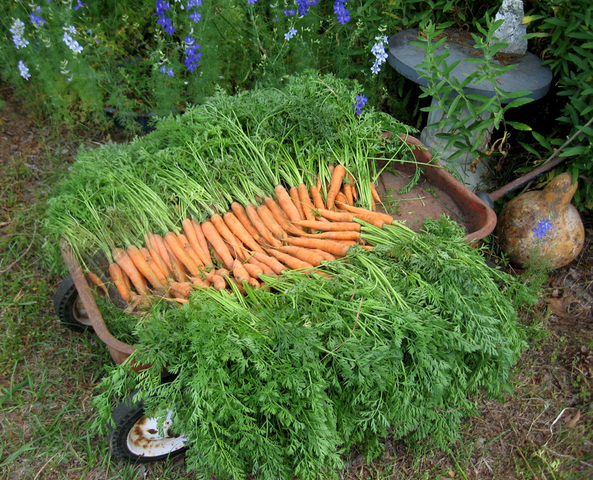 Carrotwagon