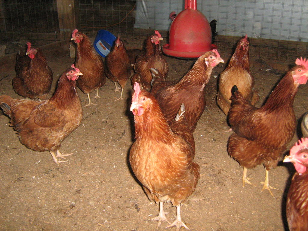Chickens_and_cows_jan_12_008