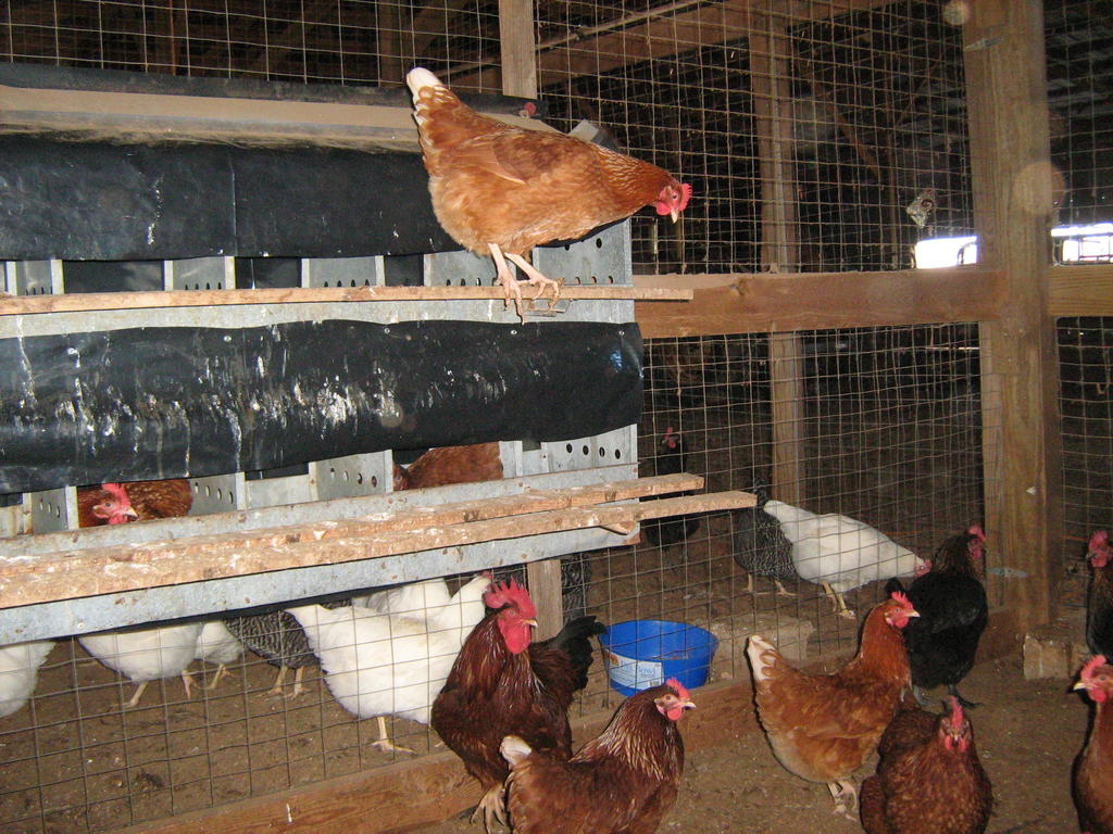Chickens_and_cows_jan_12_009