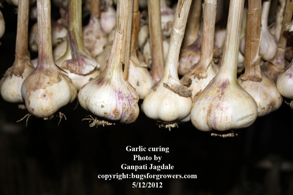 Garlic_curing_copy