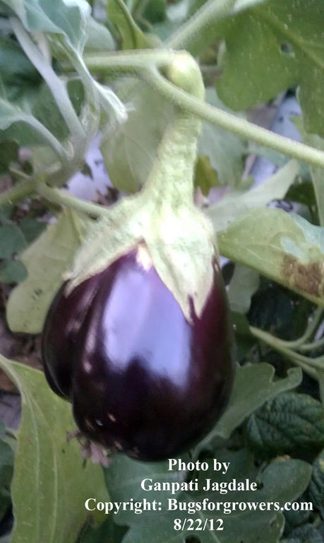 Eggplant_for_alg