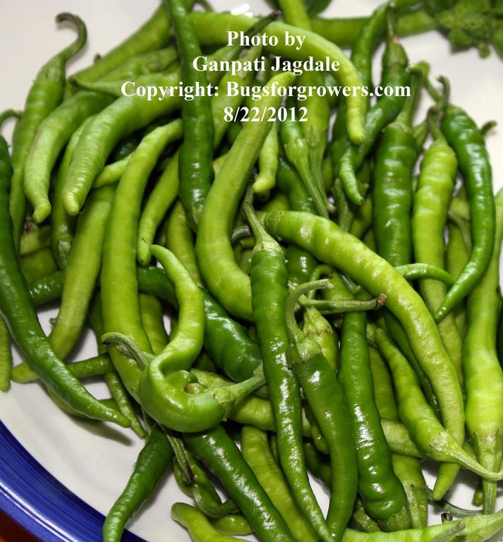 Greenchillies_for_alg