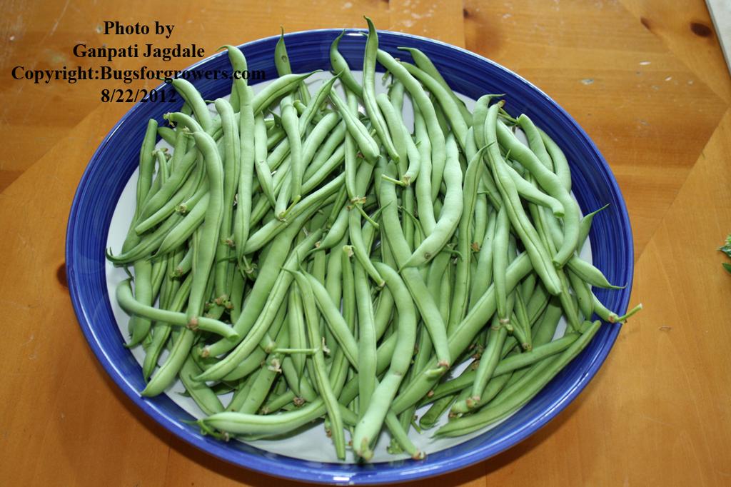 Beans_for_alg
