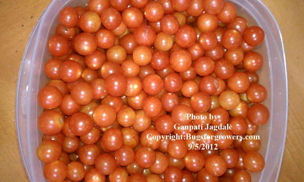 Cherry_tomatoes_for_alg