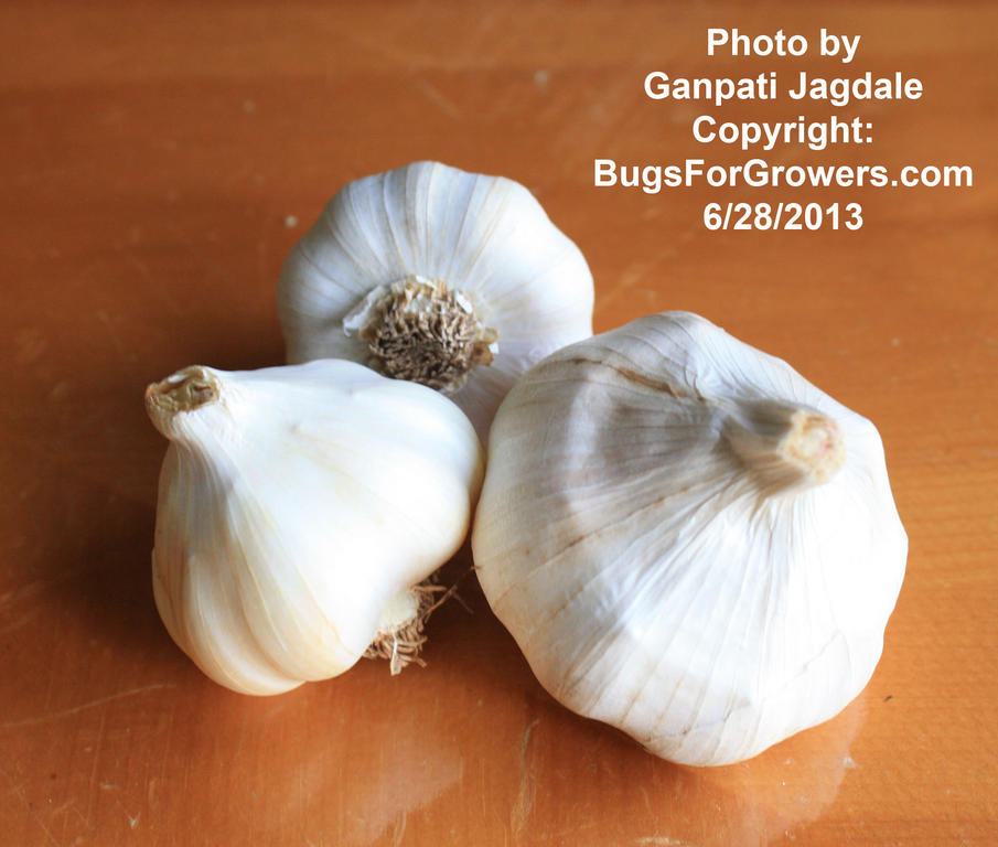 Garlic_for_alg
