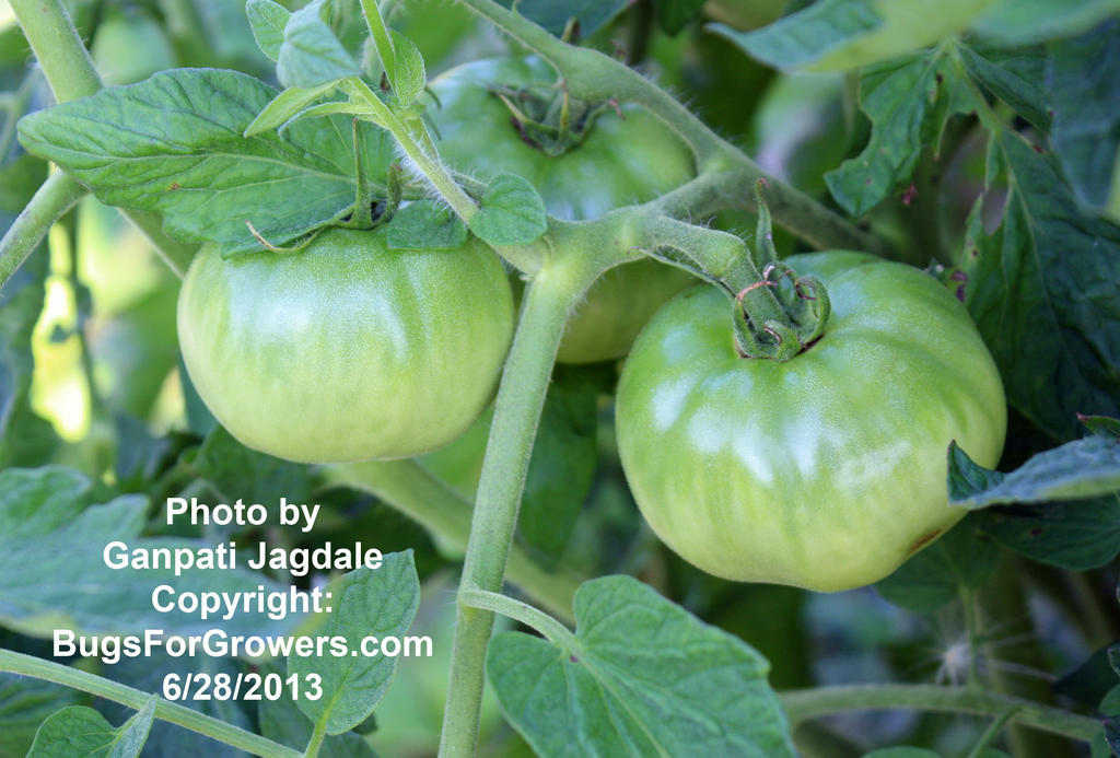 Green_tomatoes_for_alg