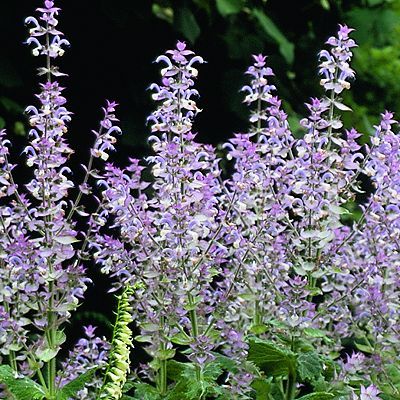 Herbal Plants on Herb Plant Heirloom Clary Sage Seedling Grower Jan S Garden Price   2