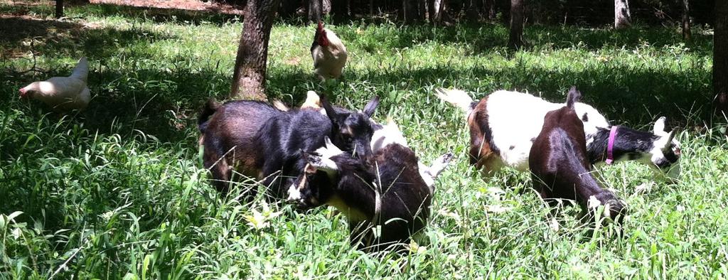 Goats_in_summer_paddock