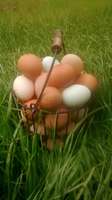 Egg_basket_2