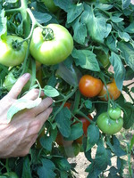 Hand_and_tomatoes