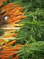 Carrot_harvest