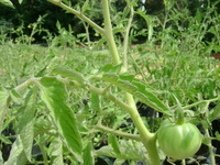Green_tomato
