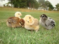 New_chicks