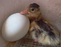 Duck_egg