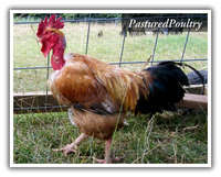 Pasturedpoultry