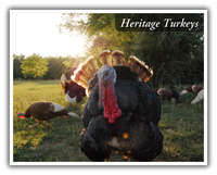 Heritage_turkeys
