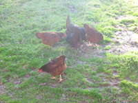 Chickens_006