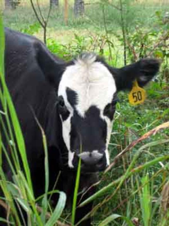 Cow_pic