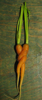 Carrot_love