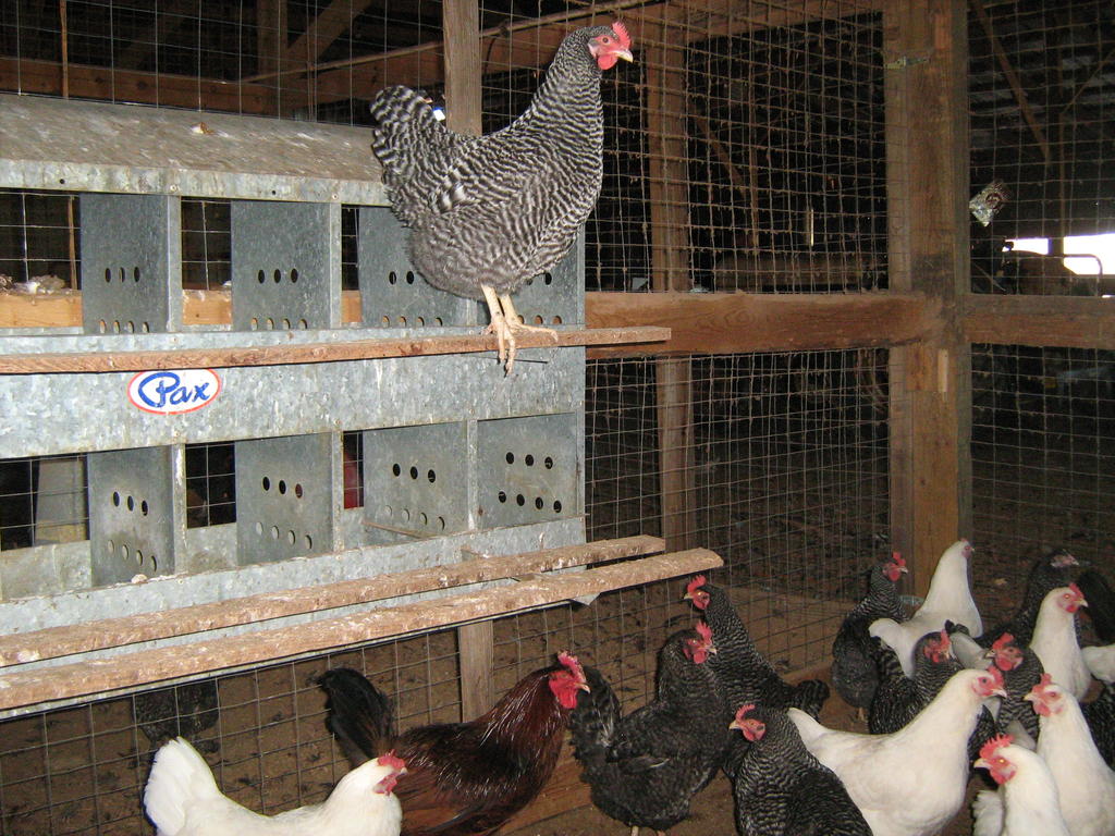 Chickens_and_cows_jan_12_007