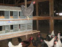 Chickens_and_cows_jan_12_007