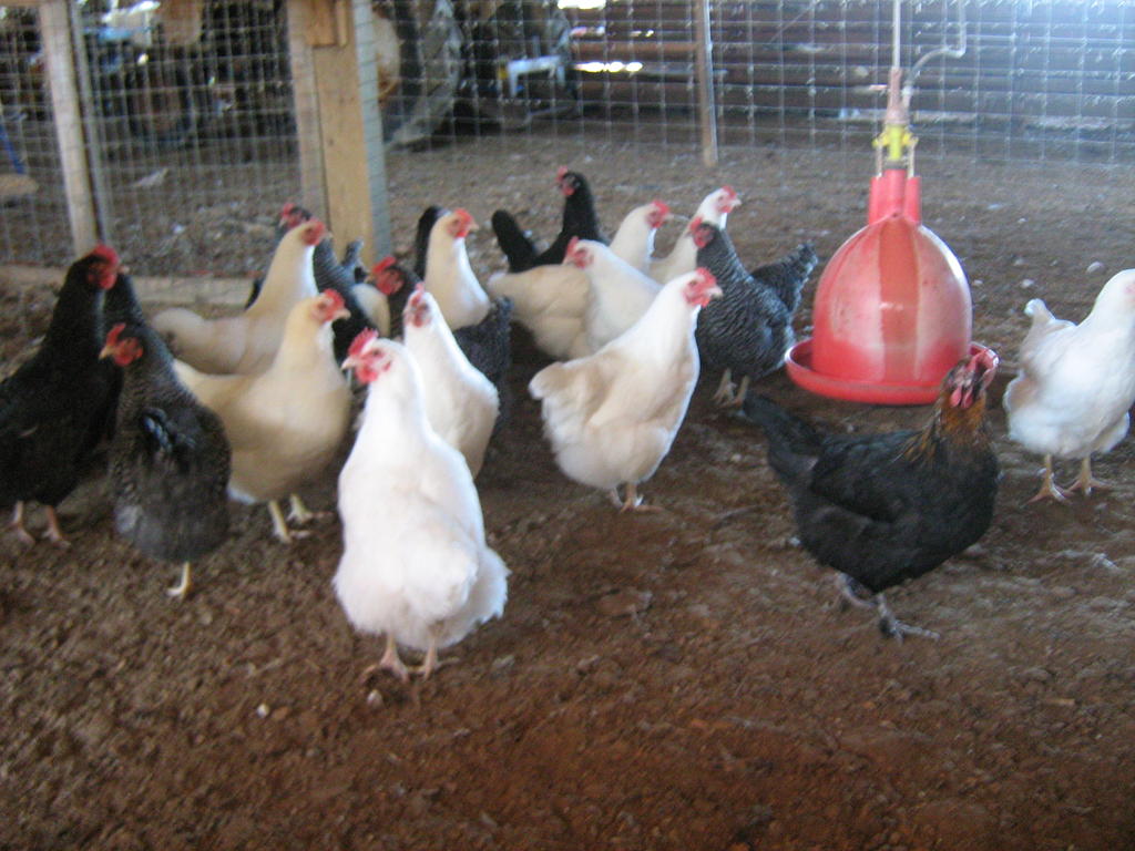 Chickens_and_cows_jan_12_006