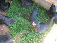 Chickens_and_cows_jan_12_003
