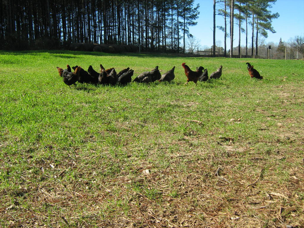 Chickens_and_cows_jan_12_010