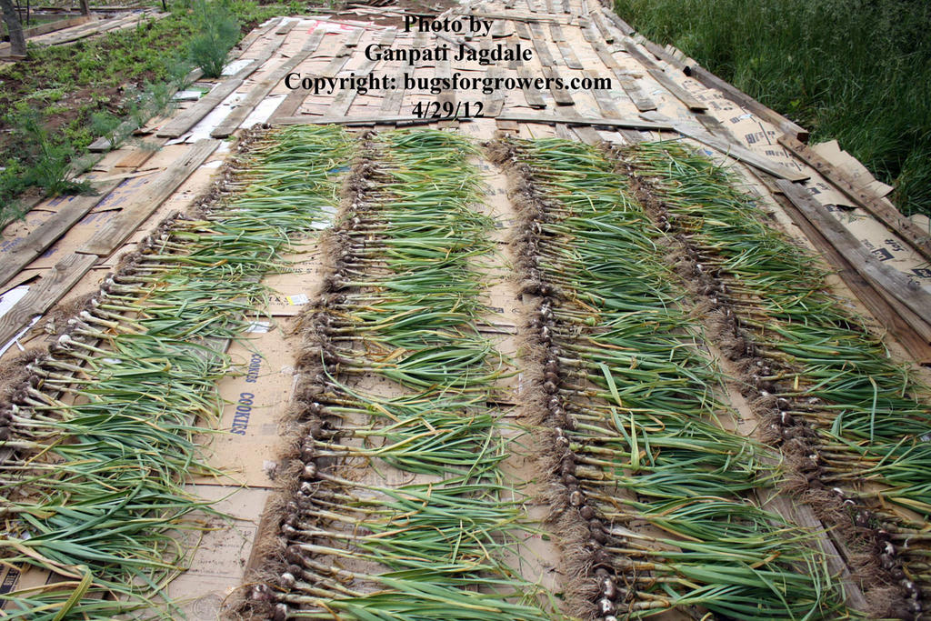 Harvested_garlic_kept_outside_for_a_day_for_drying_of_attached_soil
