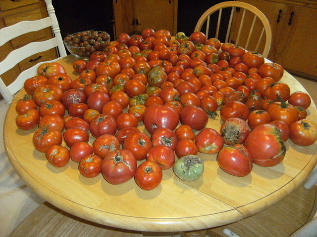Tomatoes_8-15-08
