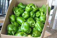 Bell_peppers